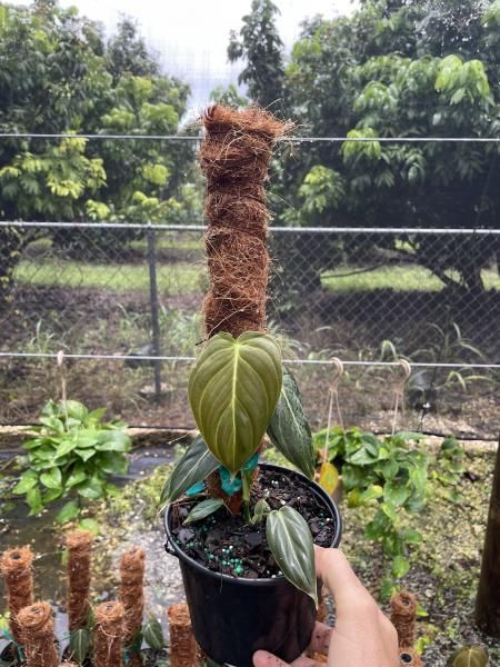 Potted vine being held up beside a moss pole in a garden nursery