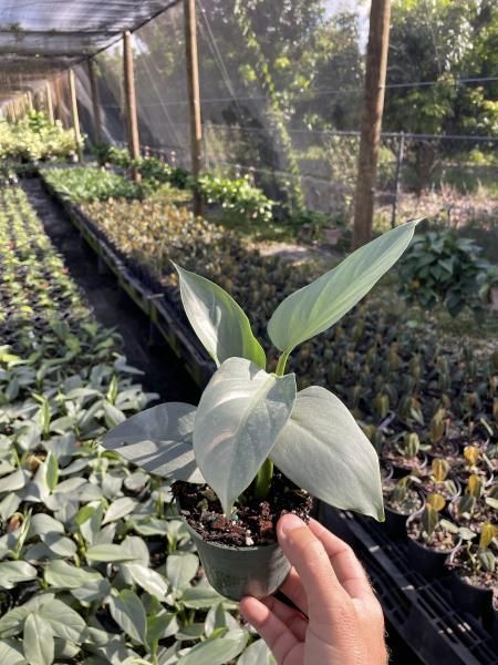 Hand holding a small potted plant in a greenhouse with rows of seedlings behind it
