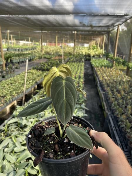 Hand holding a small potted plant with dark green leaves in a greenhouse nursery
