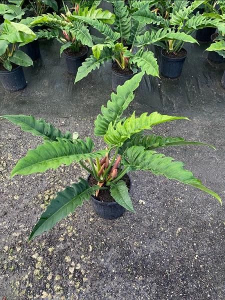 Potted tropical plants with long green leaves arranged on a nursery floor