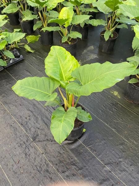 Young green leafy plant growing in a black nursery pot on black plastic ground cover