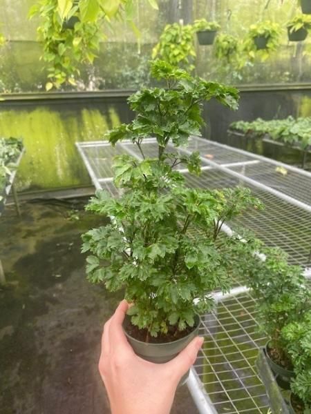 Hand holding a small potted green plant over a wet greenhouse bench with mossy walls in the background