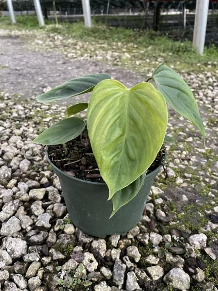 Small potted green houseplant with heart-shaped leaves on gravel outdoors