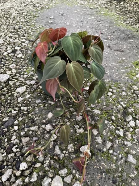 Small potted plant with green and pink heart-shaped leaves on gravel ground