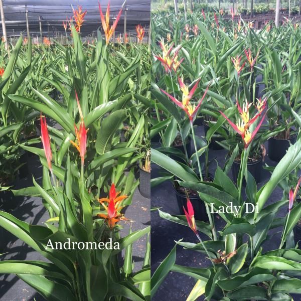 Rows of potted green bromeliads with orange-pink flowers in a nursery, labeled Andromeda and Lady D.