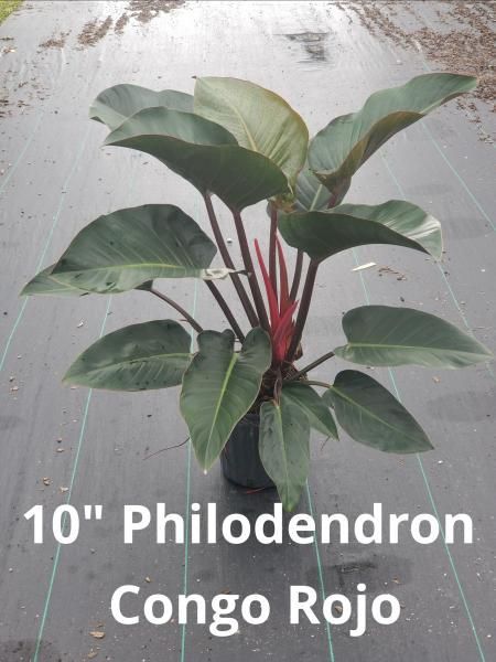 10-inch Philodendron Congo Rojo with green leaves and red stems in a nursery pot