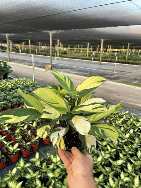 Hand holding a variegated green and yellow plant in a greenhouse among rows of potted plants