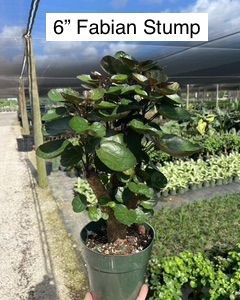 Potted Fabian Stump plant with glossy green leaves in a nursery greenhouse.