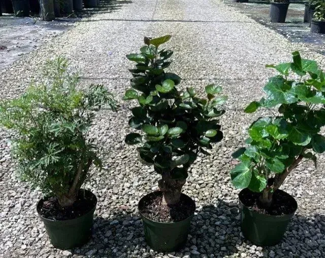 Three potted green shrubs on a gravel path in sunlight.