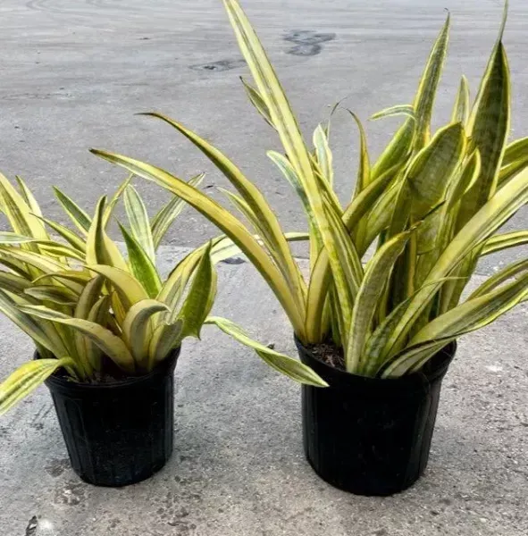 Two potted variegated snake plants on a gray surface