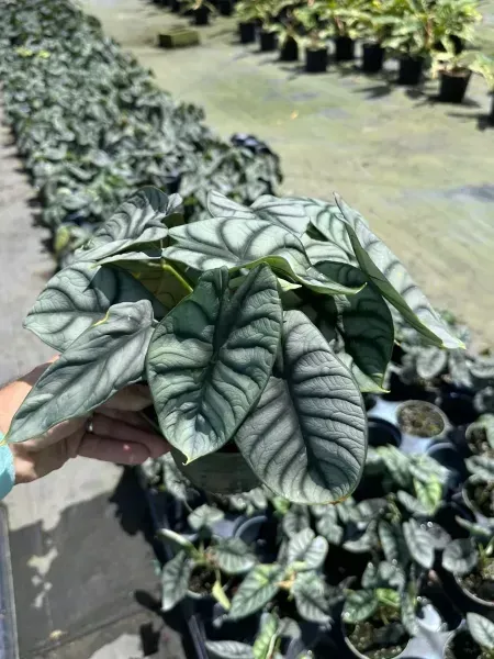 Hand holding a silver-green leaf plant in a nursery with rows of potted plants in the background
