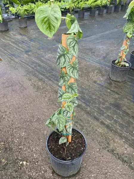 Potted variegated vine plant trained on a stake in a nursery setting