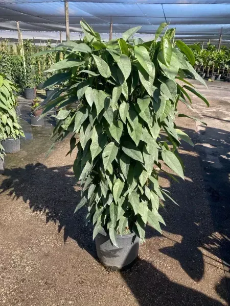 Tall potted green leafy plant in a nursery outdoors