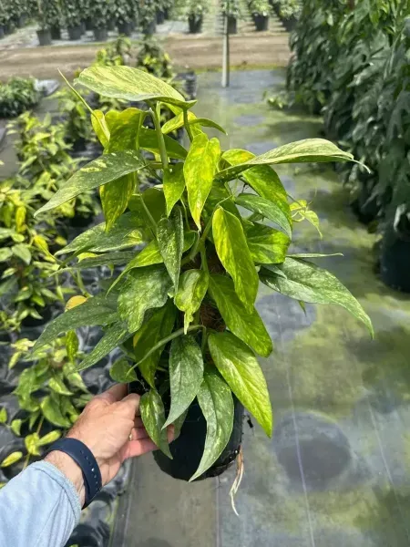 Hand holding a potted green variegated plant in a greenhouse row.
