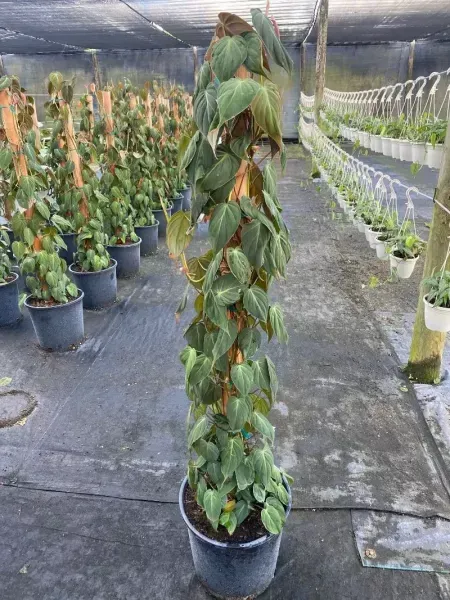 Tall potted climbing plant with green and orange leaves in a greenhouse nursery