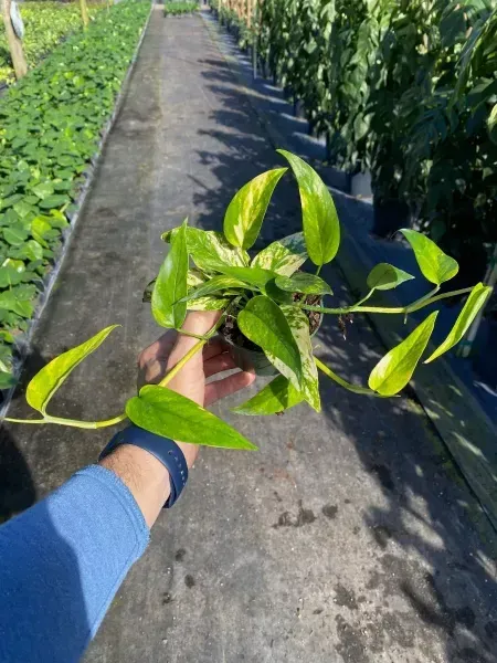 Hand holding a potted green plant on a sunlit path between rows of crops