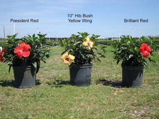Three hibiscus plants in pots on grass, labeled President Red, 10