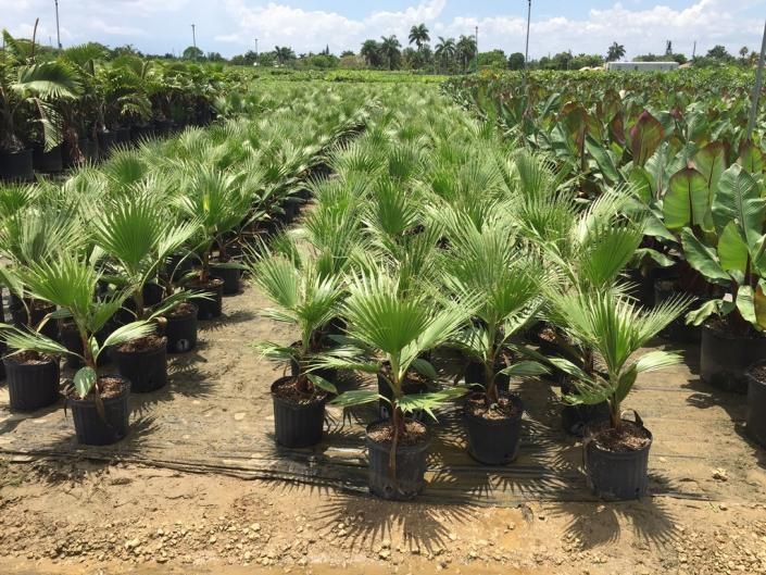 Rows of potted palm seedlings in a nursery, arranged in a sunny field under a clear sky
