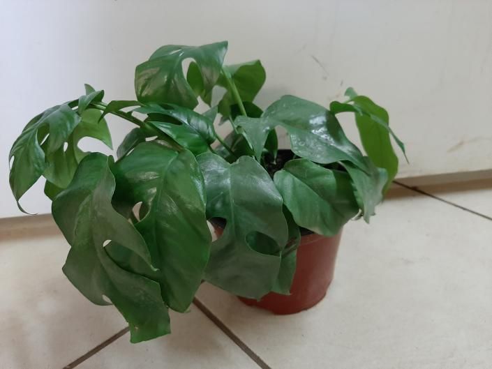 Potted green houseplant with broad leaves on a light-colored floor near a wall.