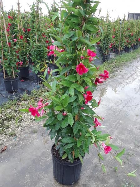 Potted flowering shrub with bright pink blossoms lined up in a nursery aisle