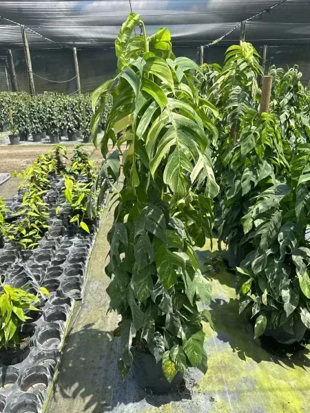 Tall leafy green plant growing in a nursery under shade netting, surrounded by rows of seedlings.