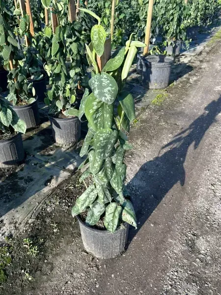 Potted climbing plants tied to stakes in a sunlit nursery row