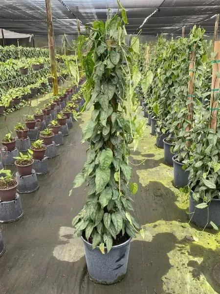 Potted vine plants hanging in a greenhouse nursery with rows of seedlings in the background