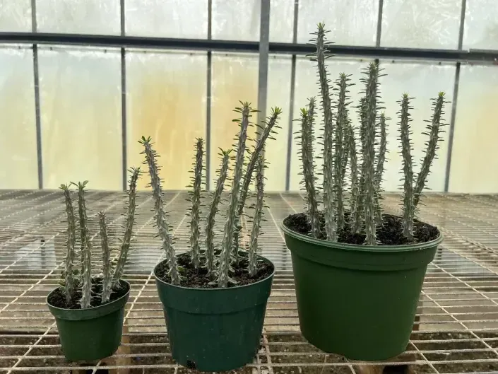 Three potted succulents on a greenhouse bench, with the largest pot on the right.