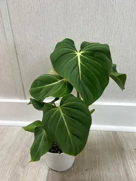 Potted green heart-shaped houseplant with large leaves against a light wall and floor