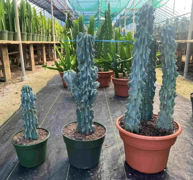 Potted blue-green cactus-like succulents in a greenhouse nursery under shade netting.
