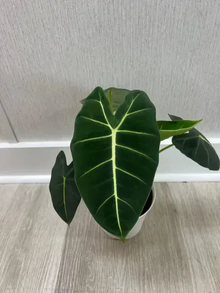 Small potted plant with dark green leaves and white veins on a light wood floor against a wall.