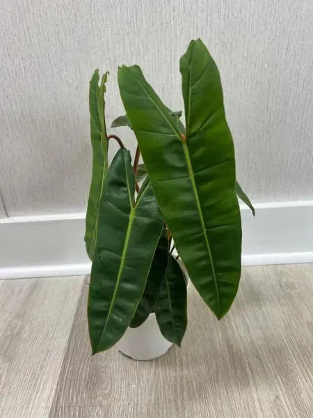 Tall green potted houseplant with long leaves against a plain wall on a light floor