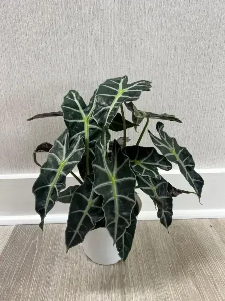 Potted dark green Alocasia plant with white veins on a light floor against a beige wall