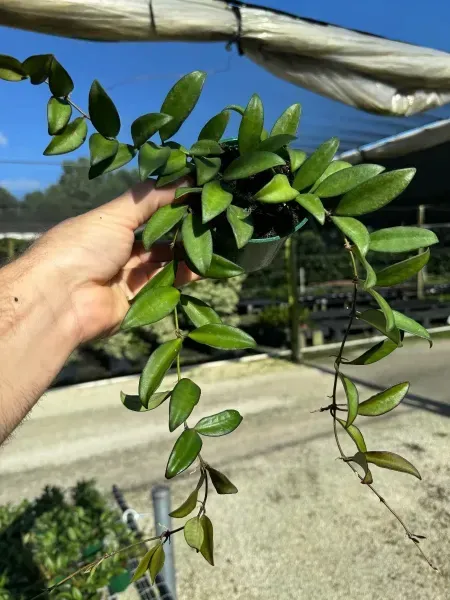 Hand holding a trailing green vine with glossy leaves outdoors in bright sunlight