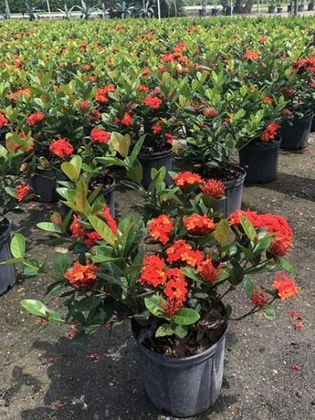 Potted red flowering plants lined up in a nursery outdoors