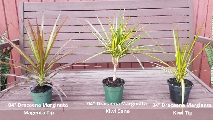 Three potted dracaena marginata plants with labeled magenta and kiwi tips on a bench