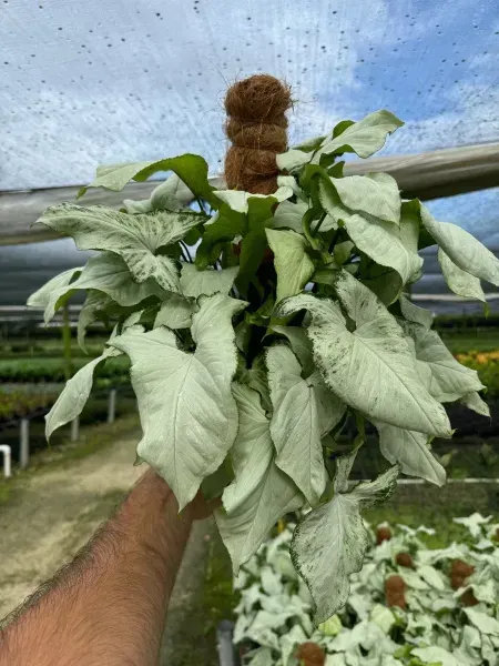 Hand holding a potted plant with broad green and white leaves in a greenhouse