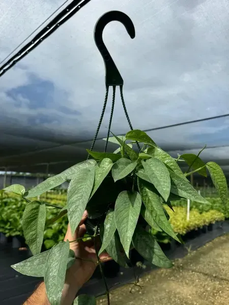 Hand holding a hanging black hook basket of leafy green plants in a greenhouse