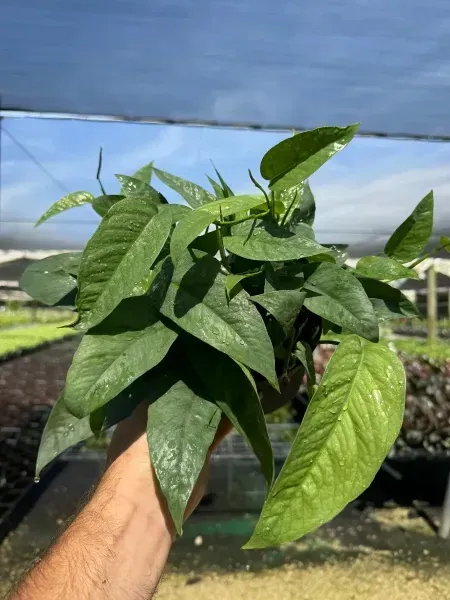 Hand holding a leafy green pepper plant in a greenhouse, with rows of seedlings in the background