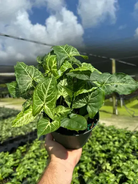 Hand holding a small potted green ivy plant in a sunny greenhouse nursery