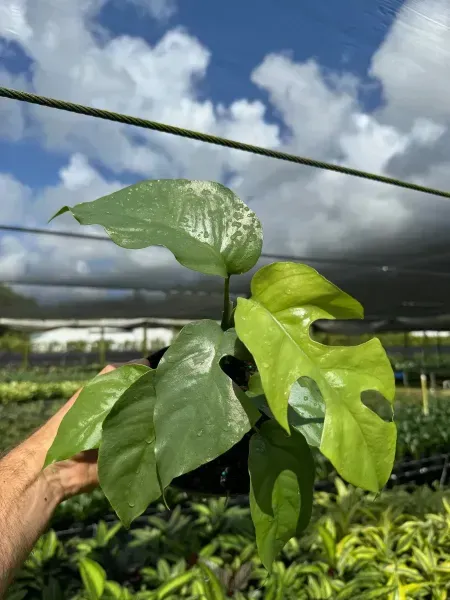 Hand holding a small green plant seedling in a greenhouse under cloudy sky
