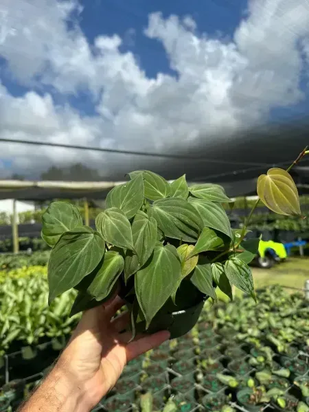 Hand holding a small potted green houseplant in a nursery under shade cloth