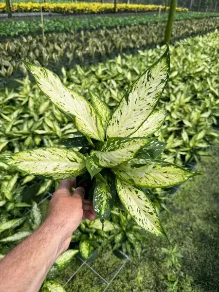Hand holding a variegated green-and-white plant in a greenhouse bed