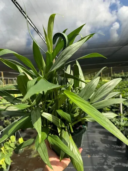 Tall green tropical plants growing in a nursery under shade cloth, with cloudy sky overhead