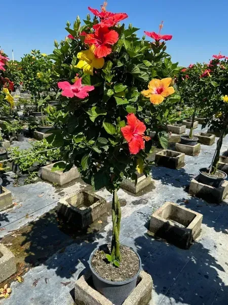 Potted hibiscus tree with red, pink, and yellow flowers in a sunny nursery among rows of pots