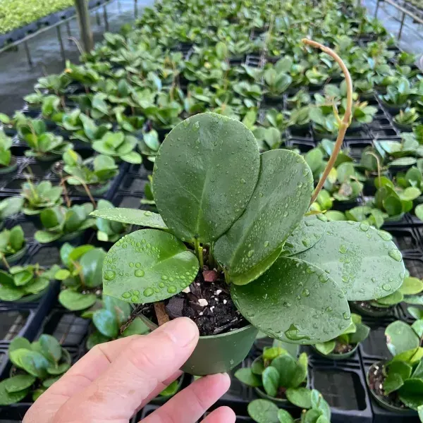 Hand holding a small potted green plant in a nursery, with rows of seedlings in the background