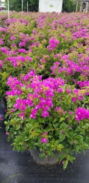 Potted bright pink flowering shrubs in a nursery row outdoors