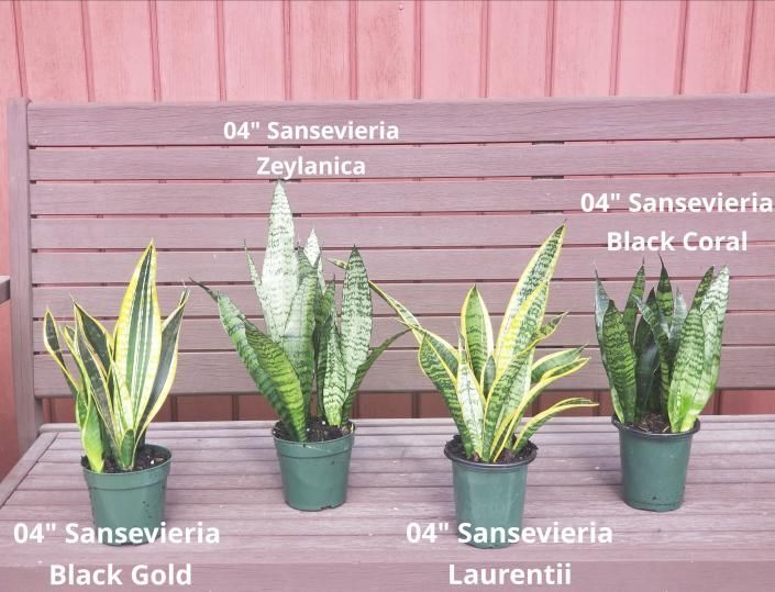 Four potted sansevieria varieties labeled Zeylanica, Black Coral, Black Gold, and Laurentii on a pink bench