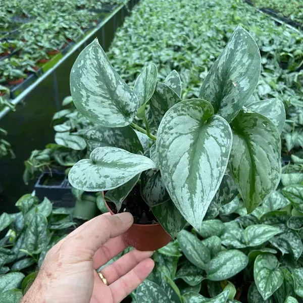 Hand holding a small potted silver-green trailing plant in a nursery bench of similar plants