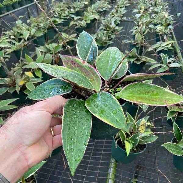 Hand holding a variegated green plant with pink-edged leaves in a nursery bench